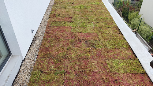 Čerstvě položené rozchodníky