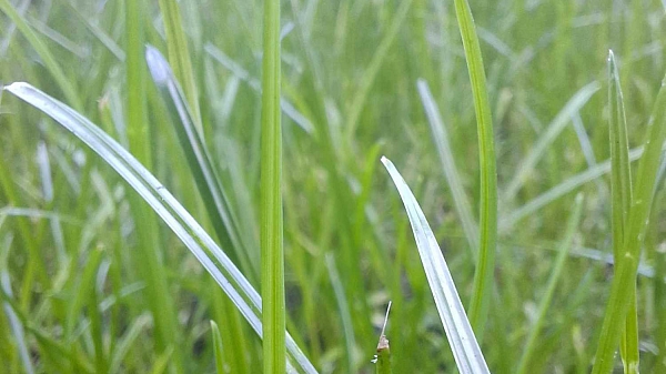 Verikutace trávníku - tipy a rady