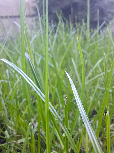 Zakládání trávníků